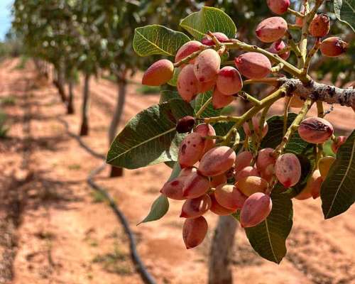 30 Ha de Pistachos en Rpoduccion