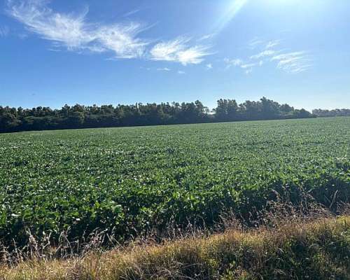 Busqueda de Campo en Venta San Pedro Ramallo 150 Has