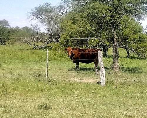 Vendo Campo de Monte