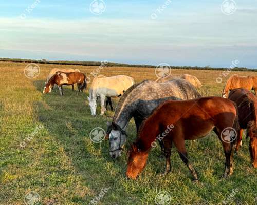 Campo Ganadero en Venta de 344 Has en Dolores