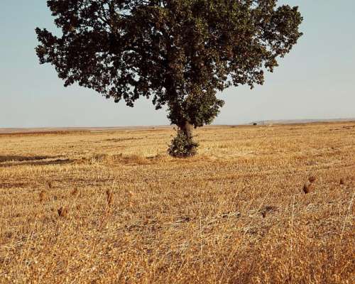 Campo en Venta en Gral, Belgrano, BS AS - 5000 Ha