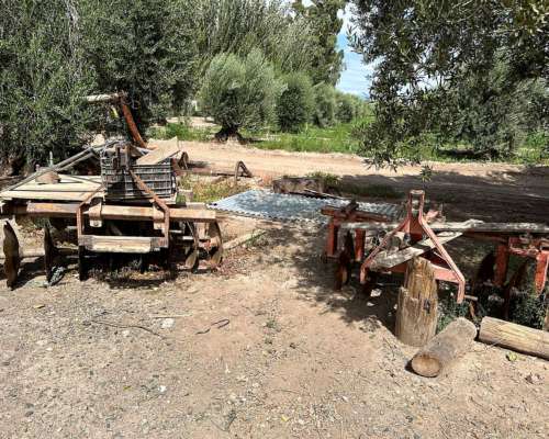 Finca en Venta 18.5has de Olivos, 3 de Mayo, Lavalle