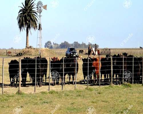 720 Has Campo en Venta en General Guido. Estancia Formada