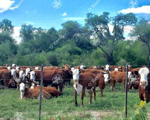 Campo en Venta de 31000 Has en Santa FE. Ganaderas/agrícolas