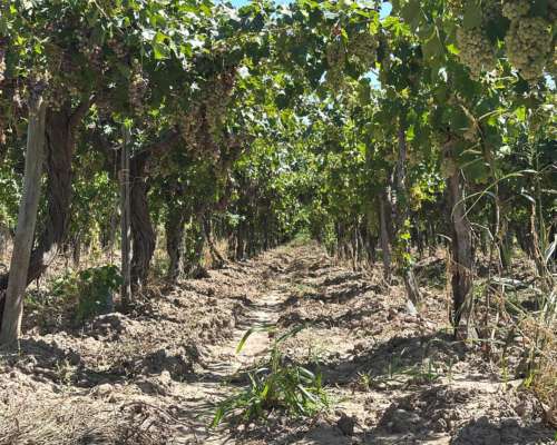Finca en Venta en Producción Lavalle
