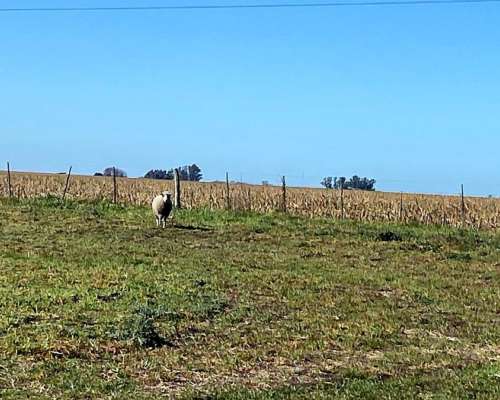 Granjero y Parquero para Campo en Lima