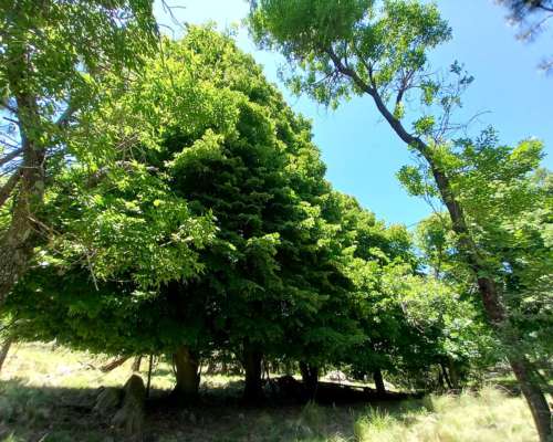Venta Campo de 29 Ha en Villa Berna Calamuchita Córdoba