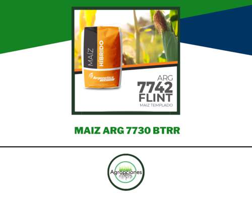 Semilla de Maiz 7742 Flint