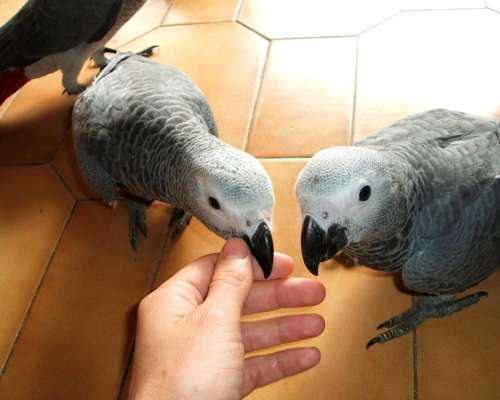 ---bebé de Loros y Todas las Especies de Huevos