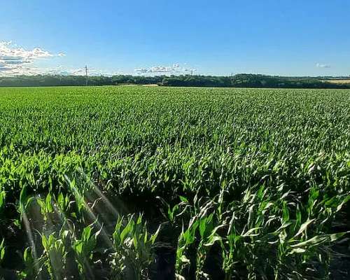Campo Alquiler para Papa