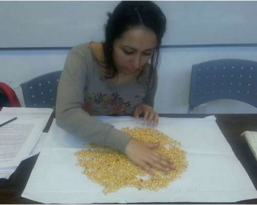 Perito Clasificador de Cereales, Oleaginosas y Legumbres.