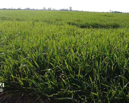 150 Ha Agricolas en Hersilia Sobre RP 38. IP 52%