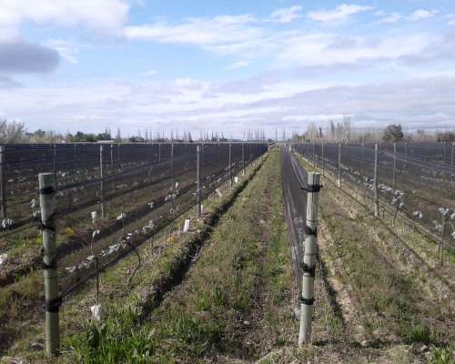 Finca en Produccion - 100% VID - Pozo Riego Tela Agua