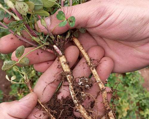 Alfalfas WL 922 Hvx.rr