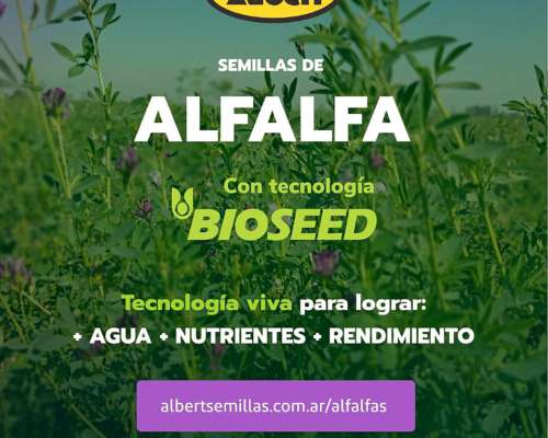 Alfalfa Albert Primavera - Grupo 7