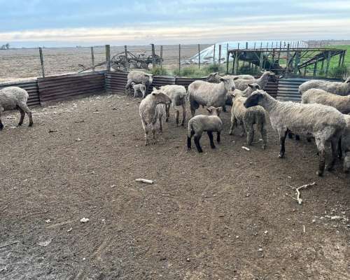 Vendo Lote de Ovejas