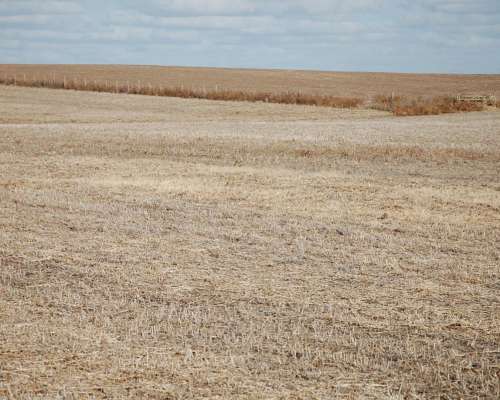 550 HA. Agrícolas en 25 de Mayo