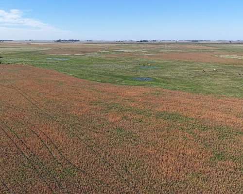 Ibañez, Gral Belgrano (BS As)- 70 Ha Agrícolas para Alquilar