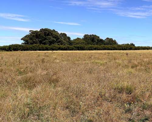 100 Ha Coronel Pringles