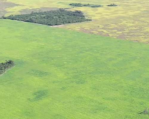 Chaco Frentones 630 Has