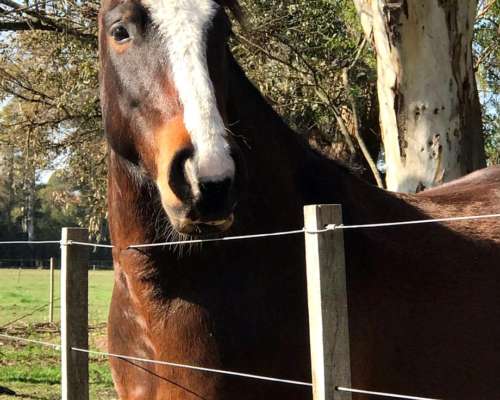 Caballo Criollo Inscripto SRA
