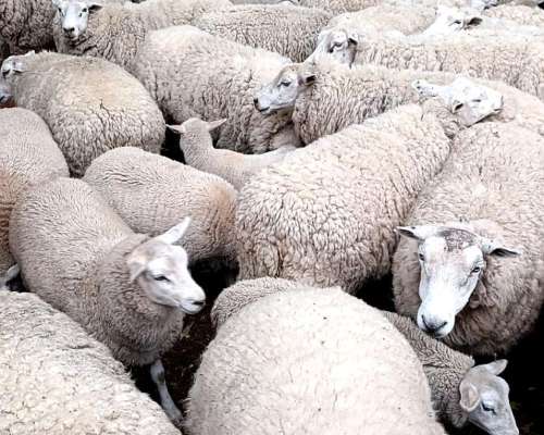 Ovejas Texel MÁS 1 Carnero