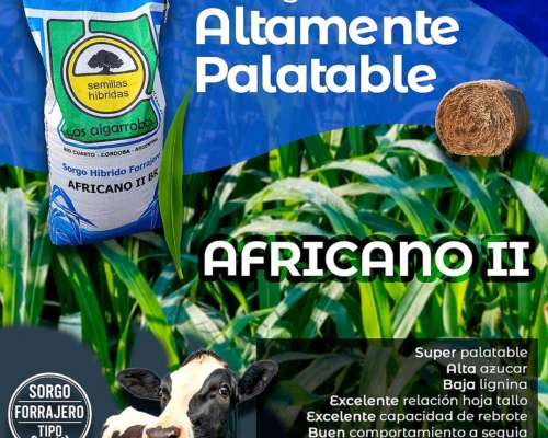 Sorgo Forrajero Africano II de los Algarrobos