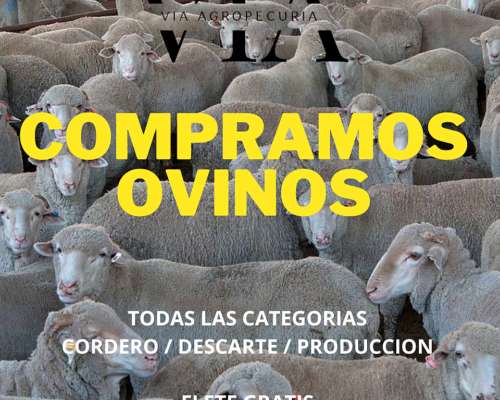 Compra de Ovinos Todas las Catg