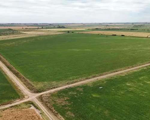 Campo Arequito. 89 Has