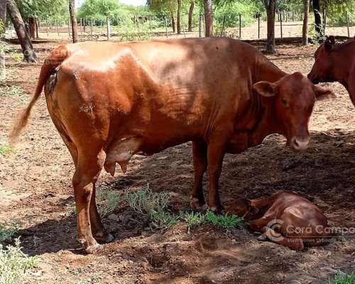 Campo en 4000 HA. Ganadero, Armado, con Todas las Intalacion