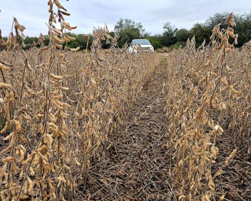 2000 Has. Agrícolas en Pozo Hondo.