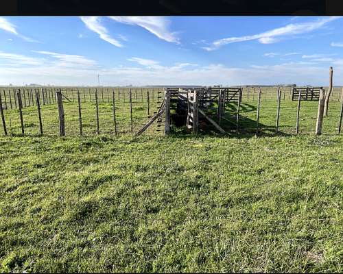 Alquilo. para Ganadería. Campo Mixto. Buena Tierra para Forr