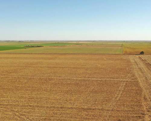 Adelia María, Río Cuarto, Córdoba - 150 Ha