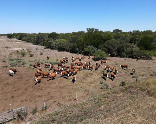 Ganadero 3220 Ha - ( 420 Agrícolas ) Reconquista - Sta. FE