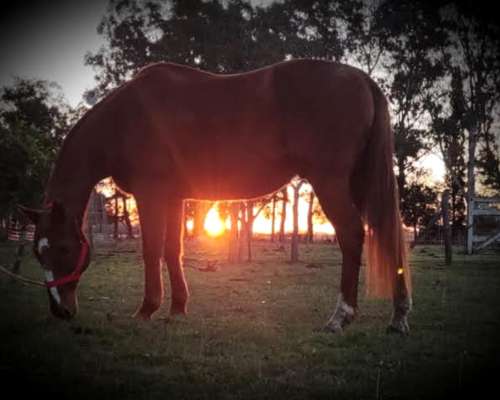 Vendo Caballo Manso (pato/polo)