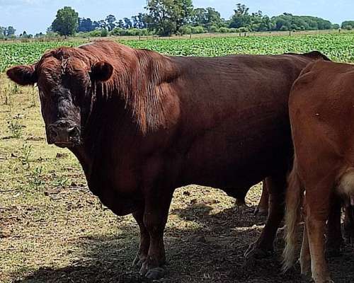Vendo Toro Angus Colorado de 5 Años Aprox Unos 900kg