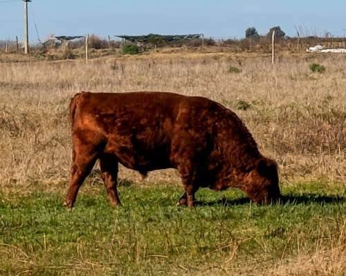 Toro Angus Colorado - 6 Años