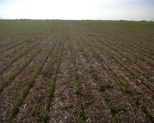 Agricola 87 Ha Lozada y Toledo muy Buen Campo