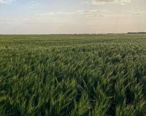 Venta Campo Mixto 687 Has. Zona Tostado (est. Pini) Santa FE