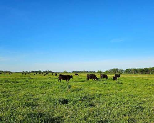 Mercedes, Buenos Aires - 701 Ha