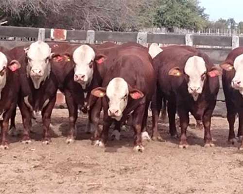 50 Novillos y Toros Brangus Braford 650 Kg Faena