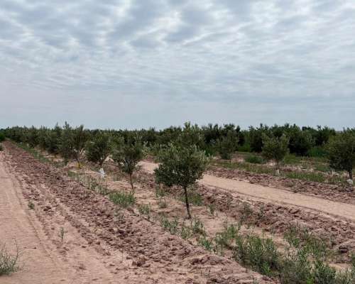 Finca 45ha Chapanay, Dos Pozos, Cultivos y Parte para Chacra