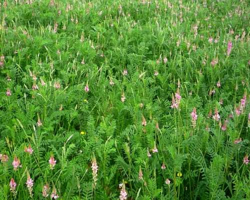 Semilla de Sainfoin ( Antiempaste )