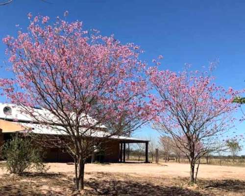 Estancia Agrícola - Ganadera