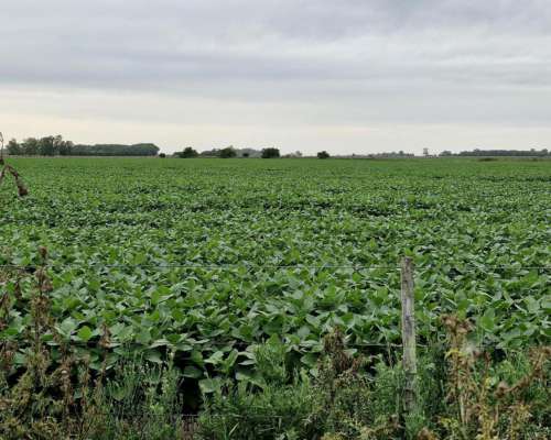 Chascomús, Buenos Aires - 1.038 Ha