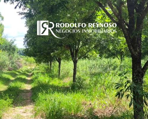 Campo de 4 Hectáreas - Nuez Pecan/apicultura/agrícola