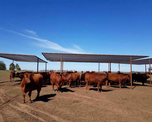 Medias Sombras Móviles (sin Iva)