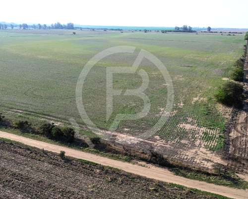 Campo Agricola en Venta 264 Has en Pilar, Cordoba