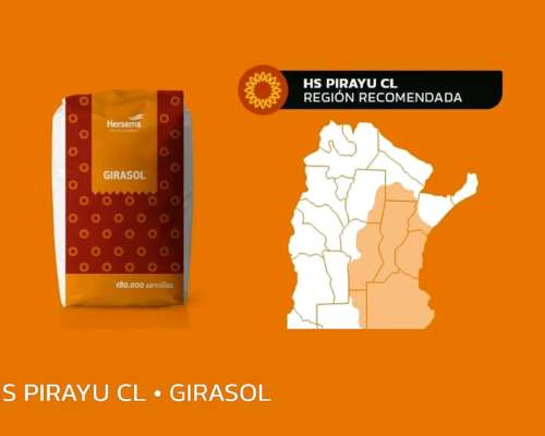 Girasol Hs Pirayu CL