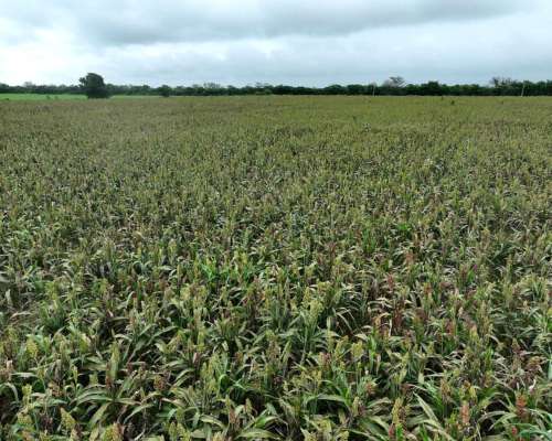 Santa Clara de Buena Vista, las Colonias, Santa FE - 179 Ha